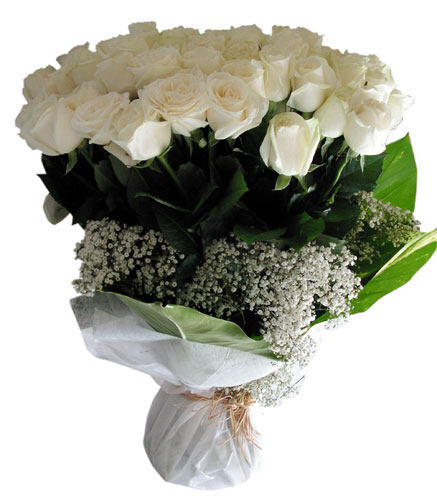 100 White Roses