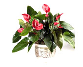 Anthurium