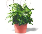 Dieffenbachia