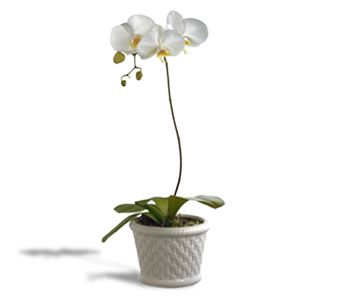 Phalaenopsis Orchid