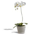 Phalaenopsis Orchid