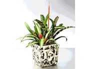 Bromeliad