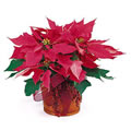 Pink Poinsettia