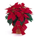 Red Poinsettia  