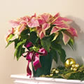 Variegated Poinsettia