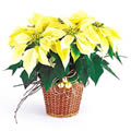 White Poinsettia